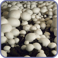 Champignons