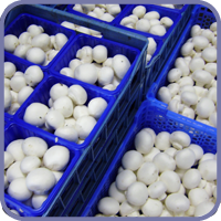 Vers geplukte champignons