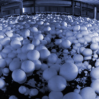 tab_champignons